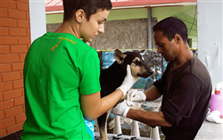 Vaccinate dogs against rabies 